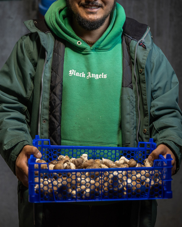 Champignonnière